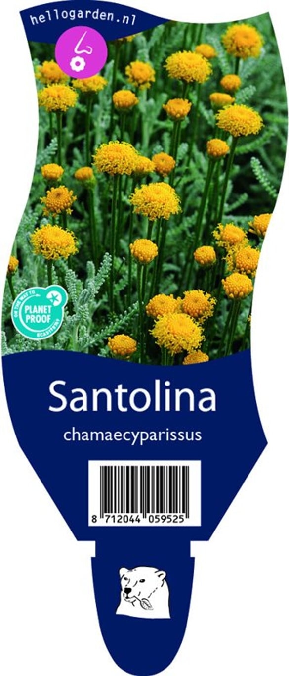 Santolina chamaecyparissus - P11